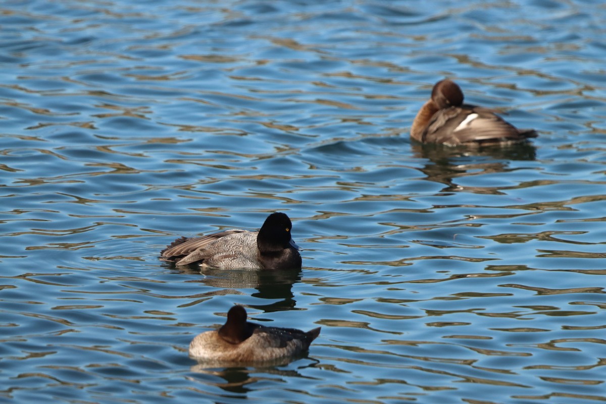 コスズガモ - ML645872658