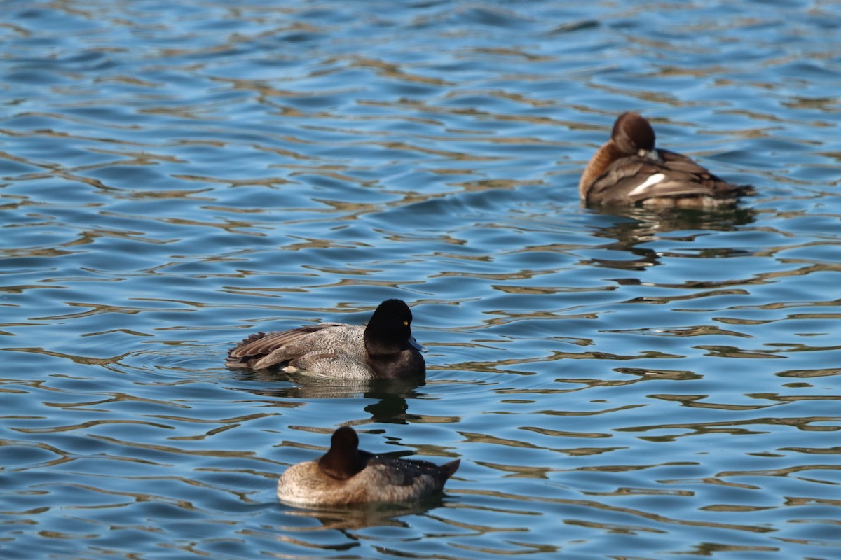 Малая морская чернеть - ML645872659