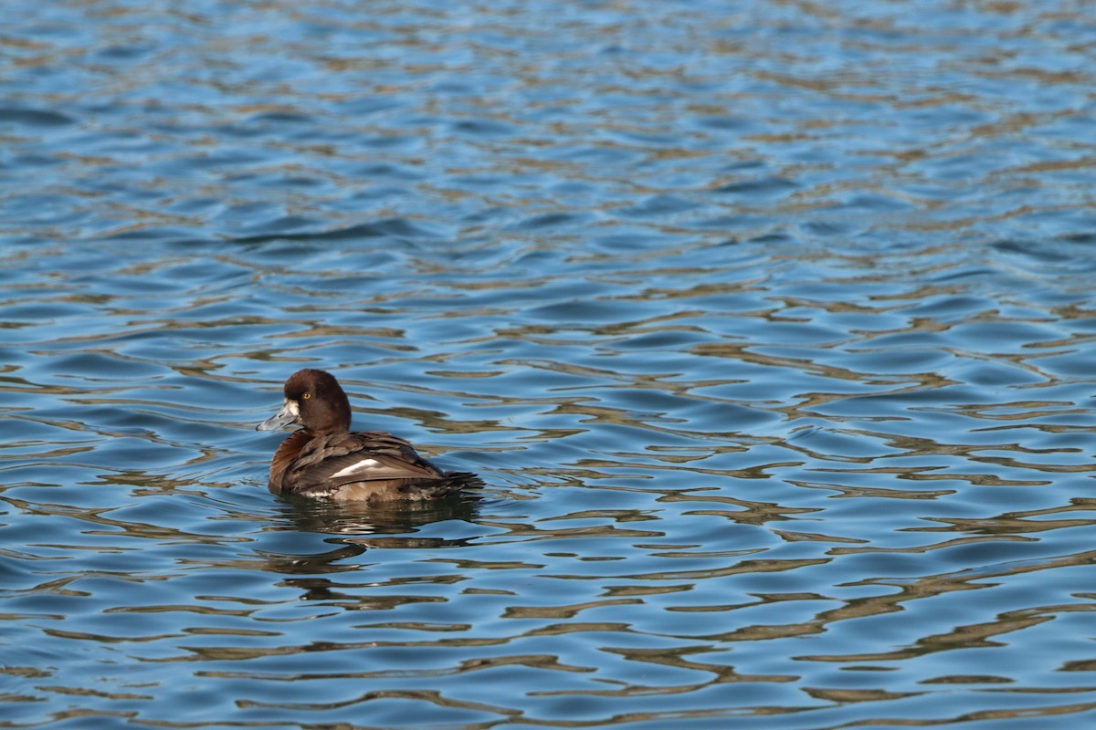 Малая морская чернеть - ML645872660