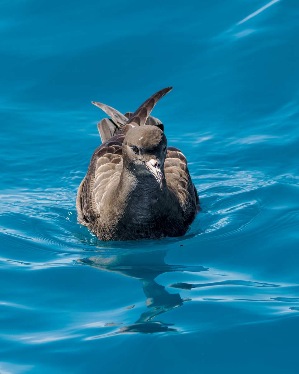 Бледноногий буревестник - ML645872662