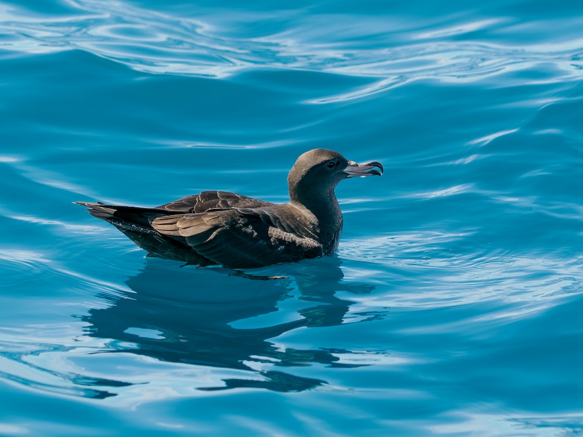 Бледноногий буревестник - ML645872663