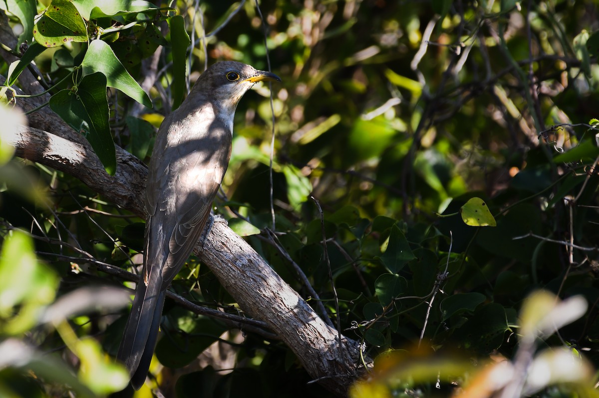 Желтоклювая пиайя - ML645872664