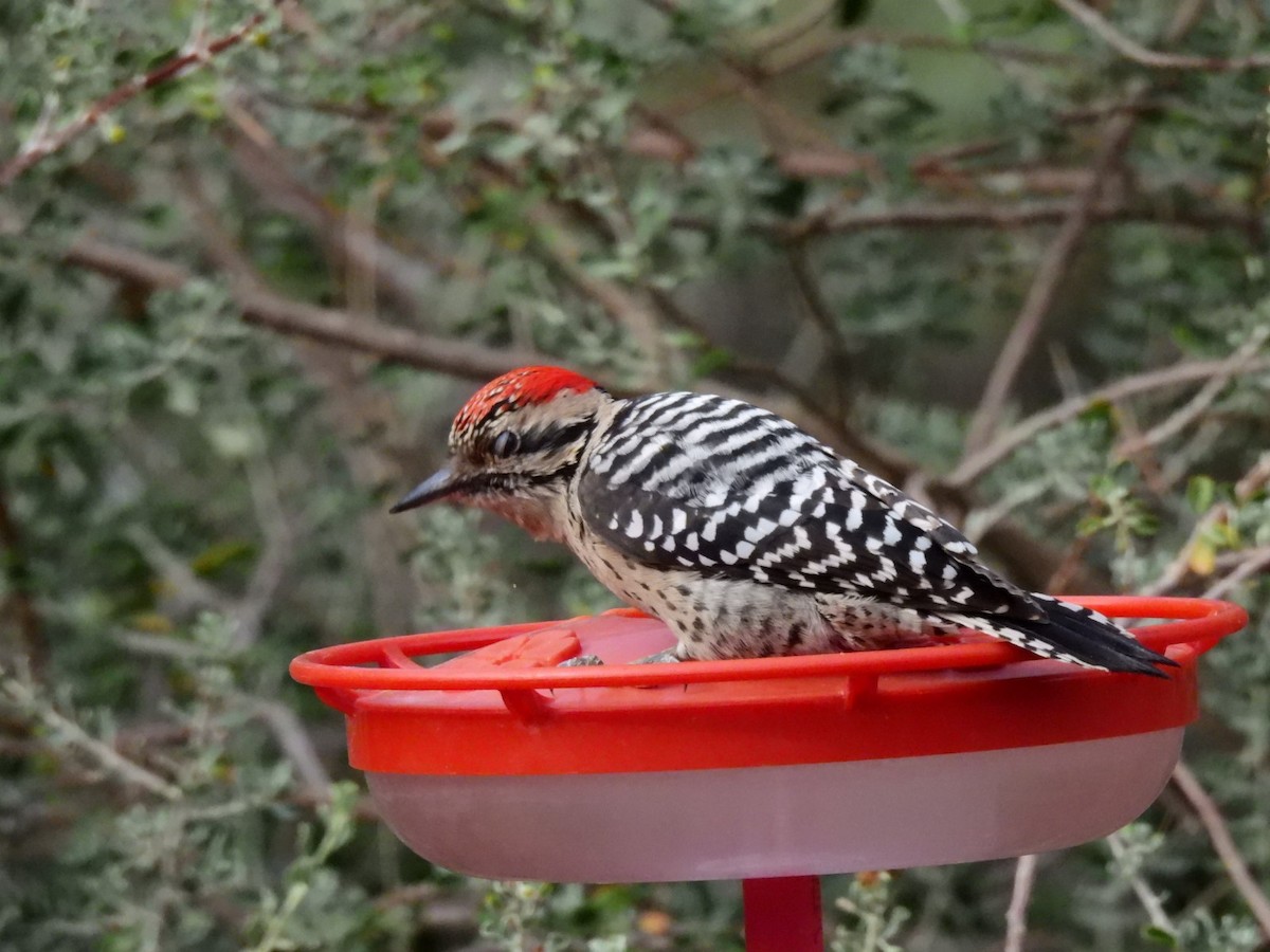 Арлекиновый дятел - ML645872665