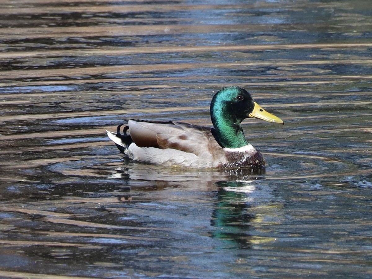 Кряква - ML645872666