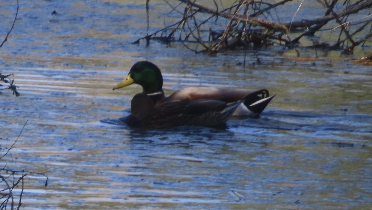 Кряква - ML645872667