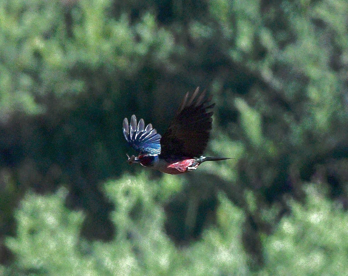 Краснолицый дятел - ML645872668