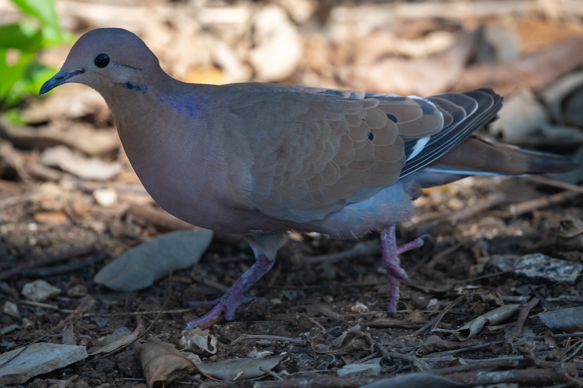 Антильская горлица - ML645872673