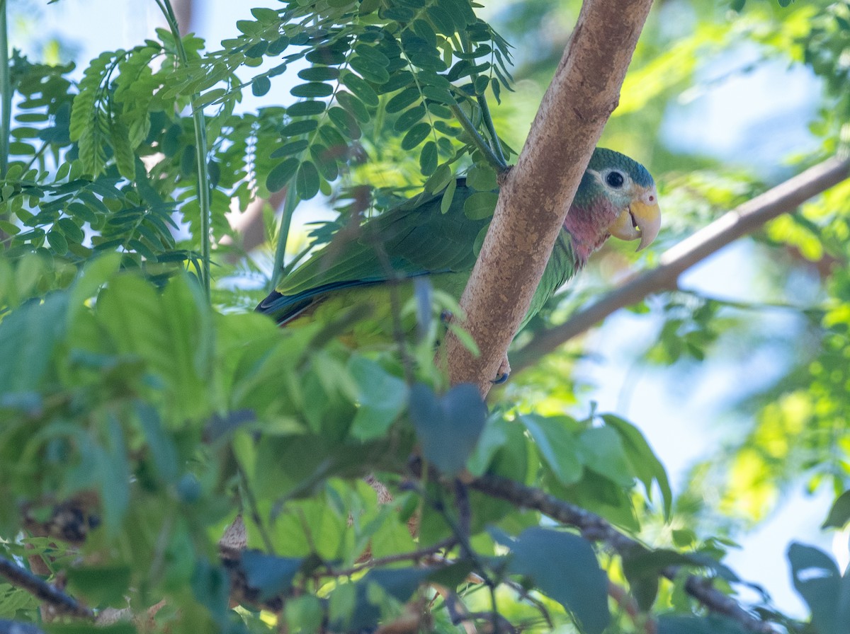 Желтоклювый амазон - ML645872675