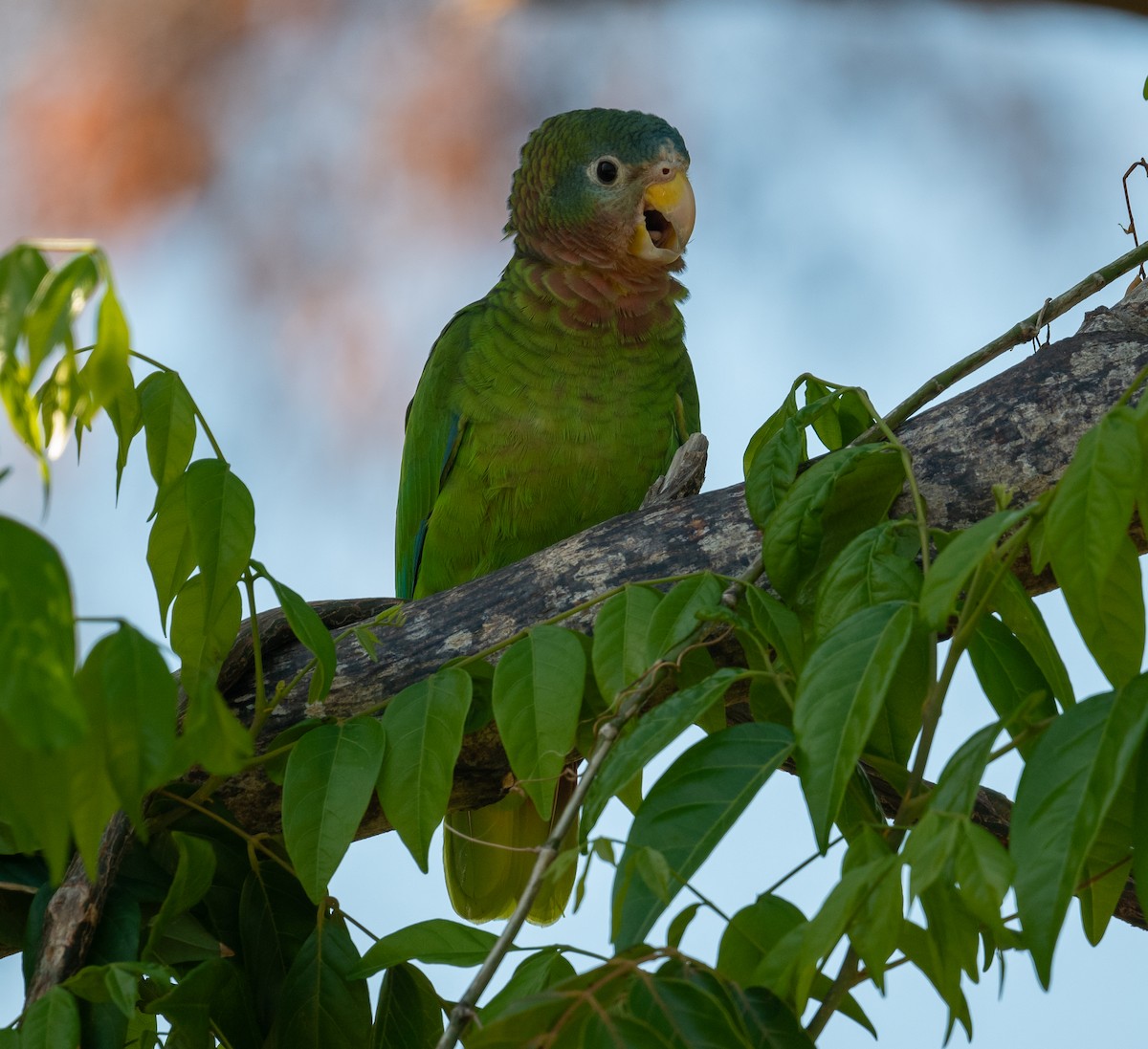 Желтоклювый амазон - ML645872676