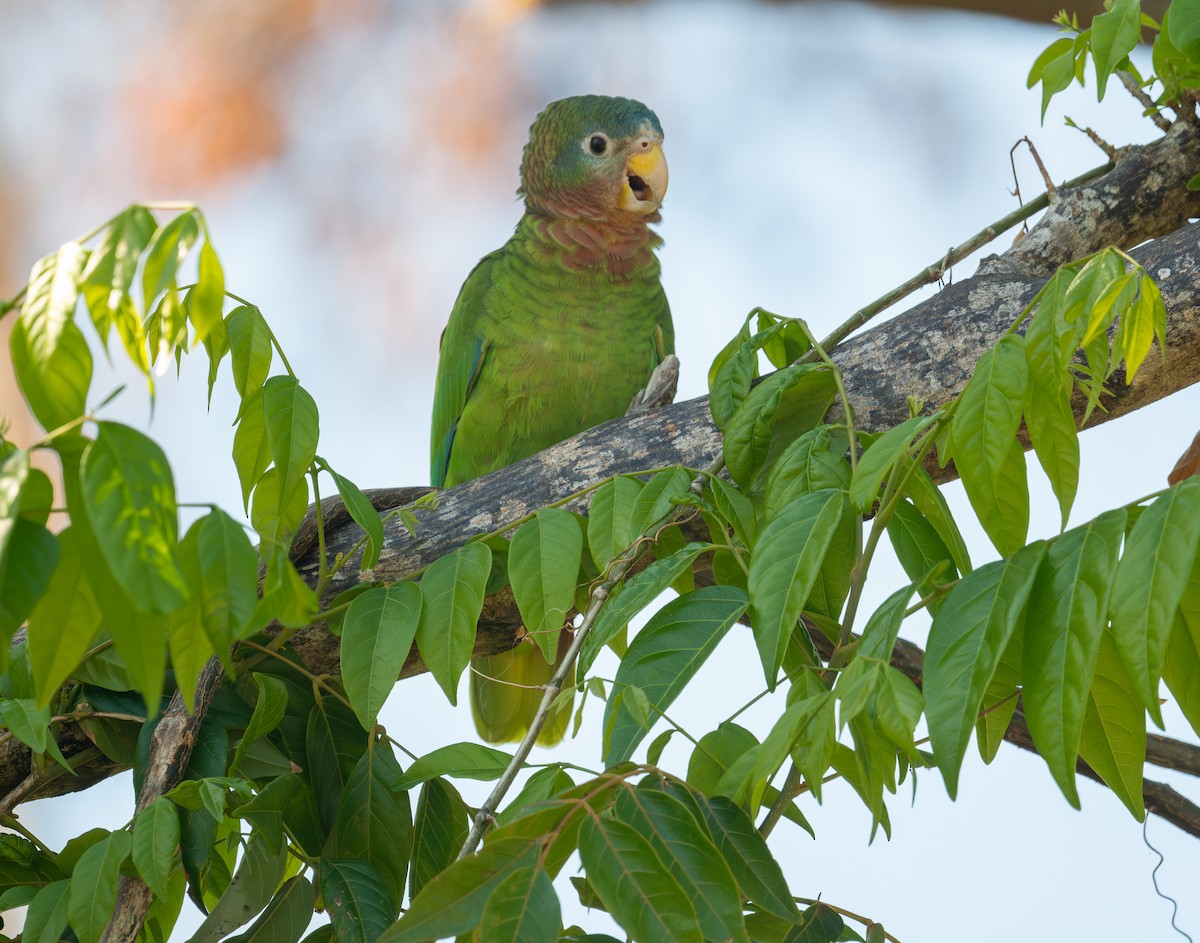 Желтоклювый амазон - ML645872677