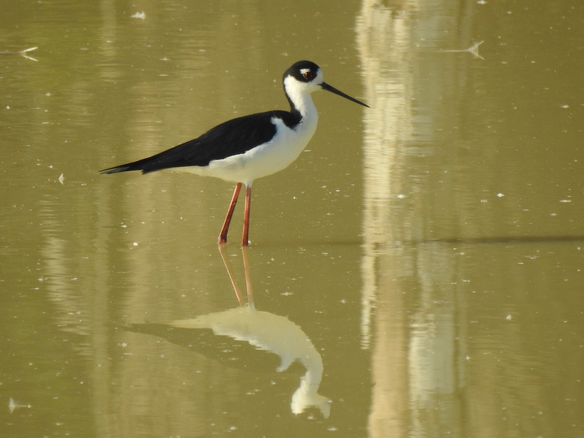 Американский ходулочник - ML645872683