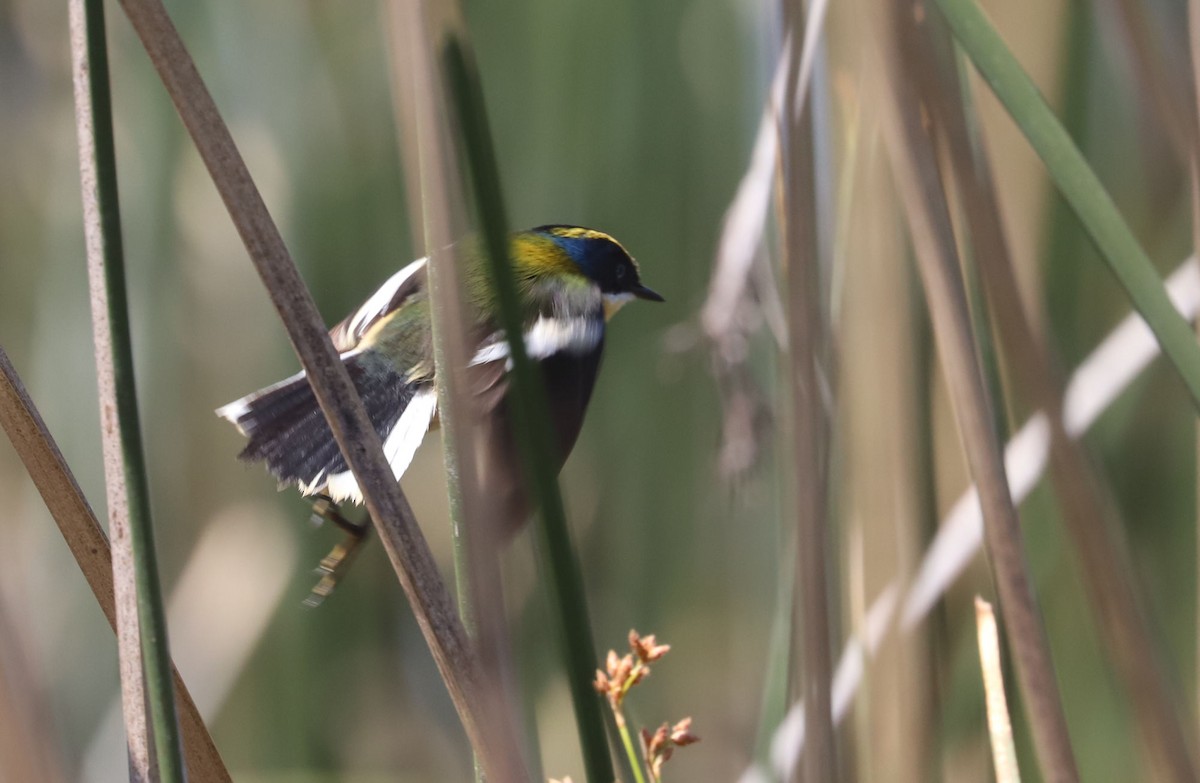 Разноцветный тачурито - ML645872686