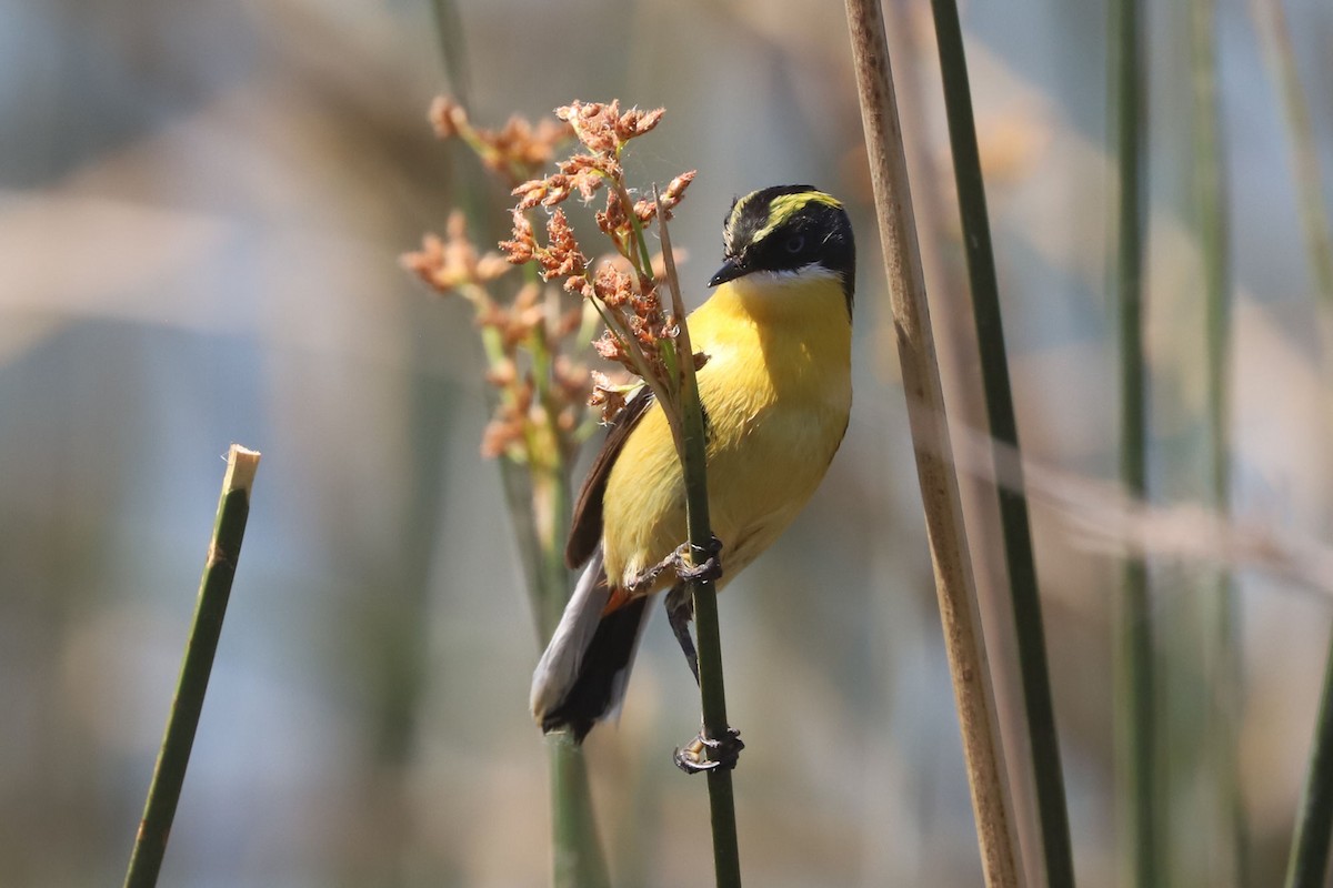 Разноцветный тачурито - ML645872687