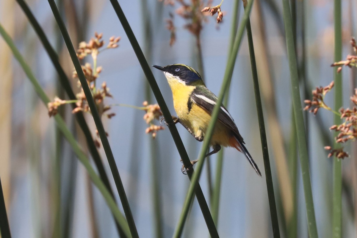 Разноцветный тачурито - ML645872689