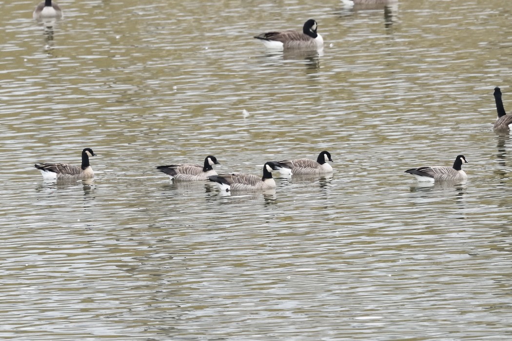 Малая канадская казарка - ML645872690