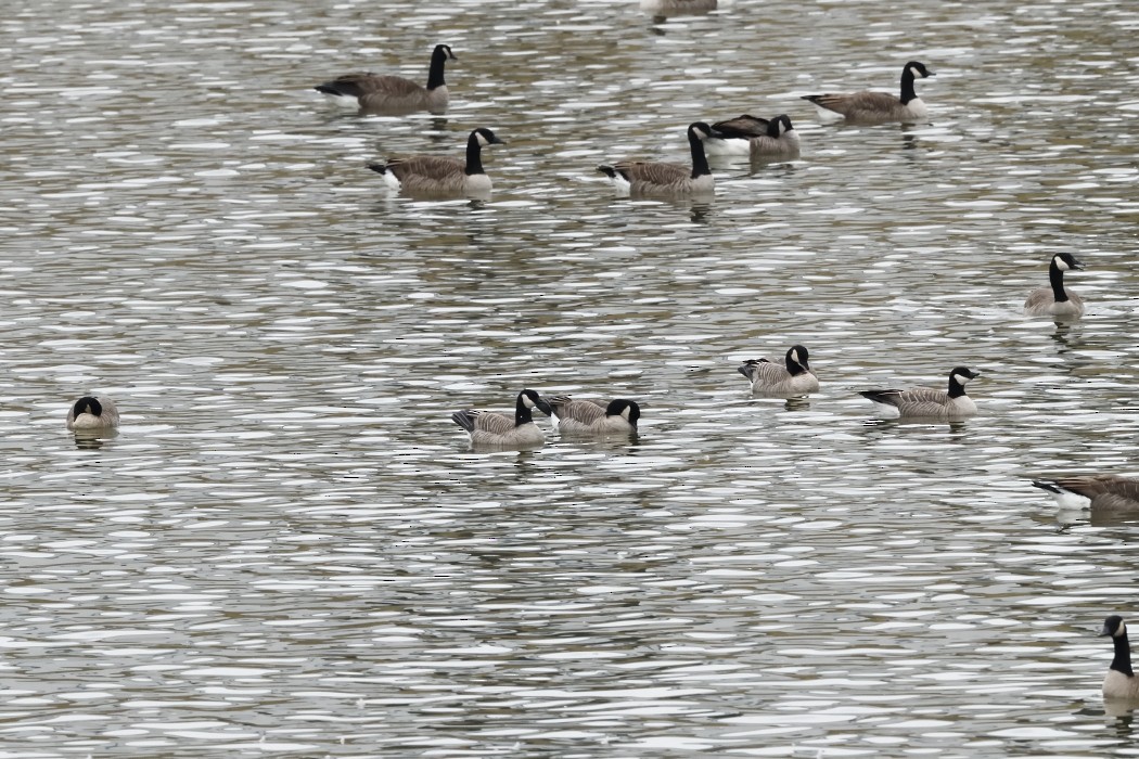 Малая канадская казарка - ML645872691