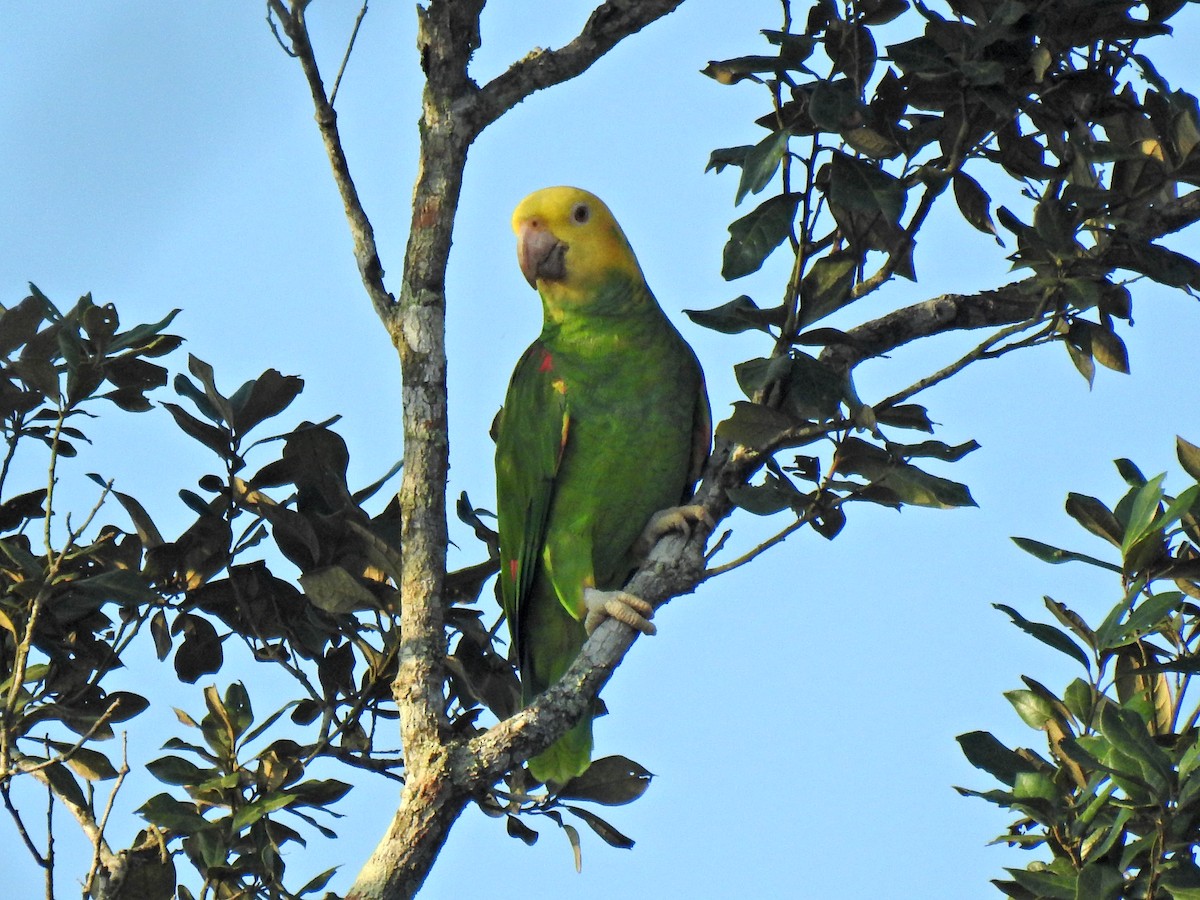 Gelbkopfamazone - ML645872692