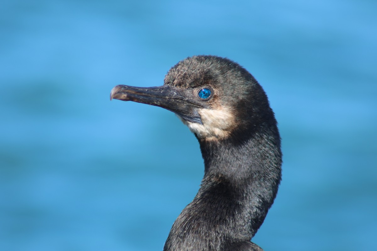 Синегорлый баклан - ML645872695