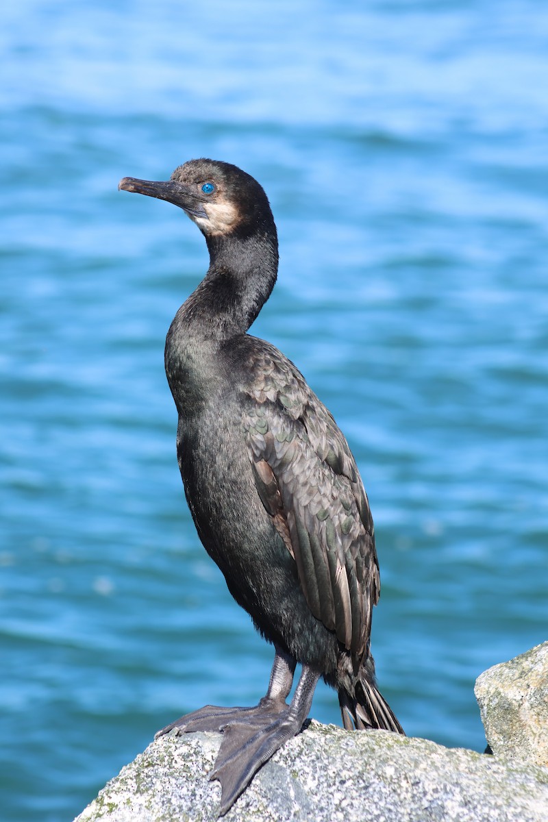 Brandt's Cormorant - ML645872696