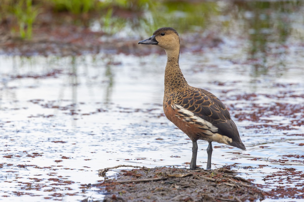 Wandering Whistling-Duck - ML645872697