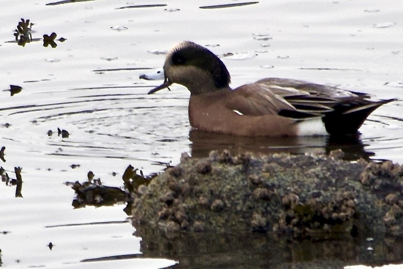 American Wigeon - ML645872707