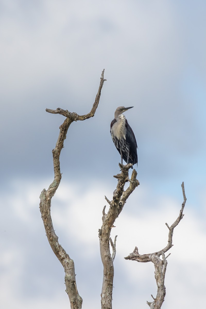 Pacific Heron - ML645872708