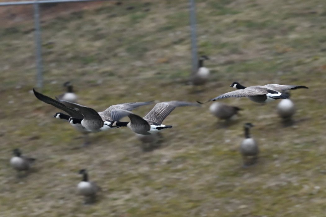 小加拿大雁 - ML645872709