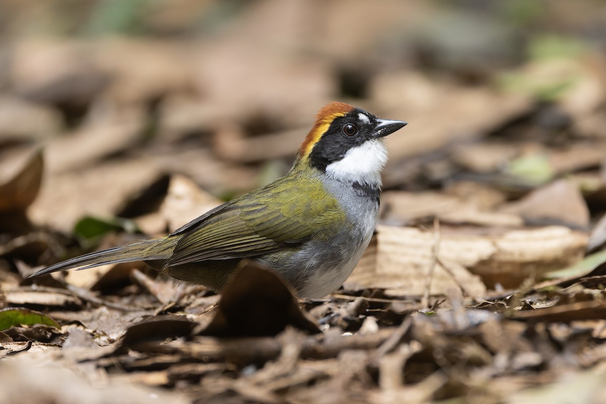 Chestnut-capped Brushfinch - ML645872710