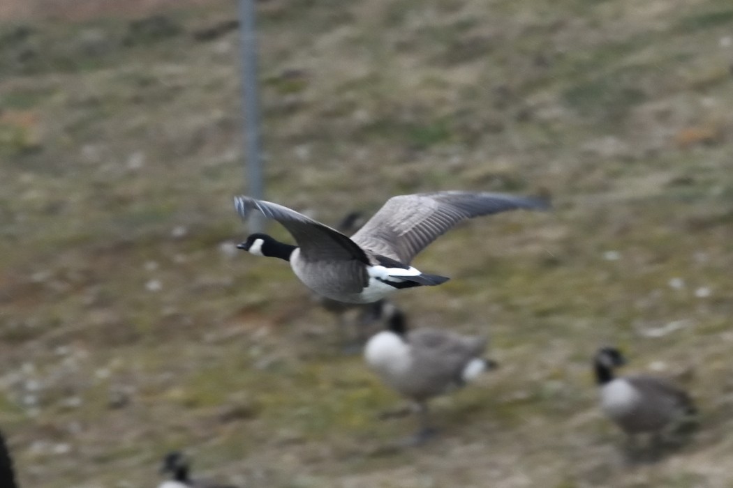 小加拿大雁 - ML645872712