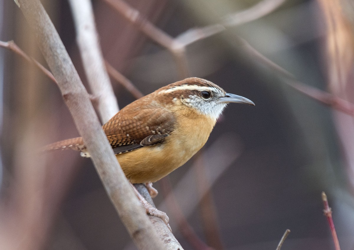 Carolina Wren - ML645872713