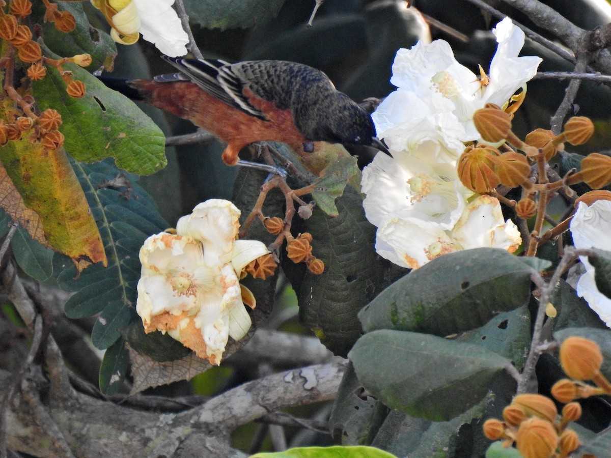 Orchard Oriole - ML645872716