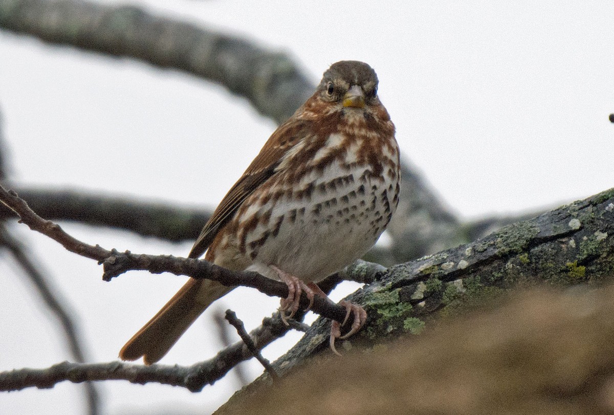 strnadec kaštanový - ML645872719