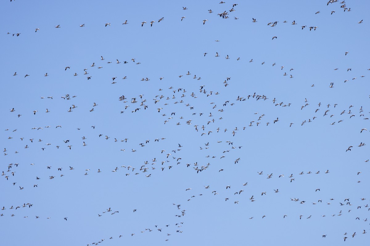 Snow Goose - ML645872723