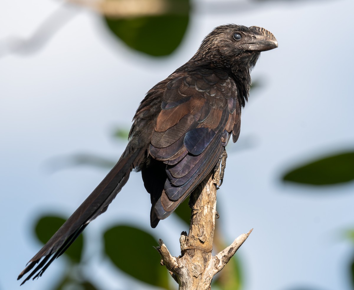 Ані товстодзьобий - ML645872728