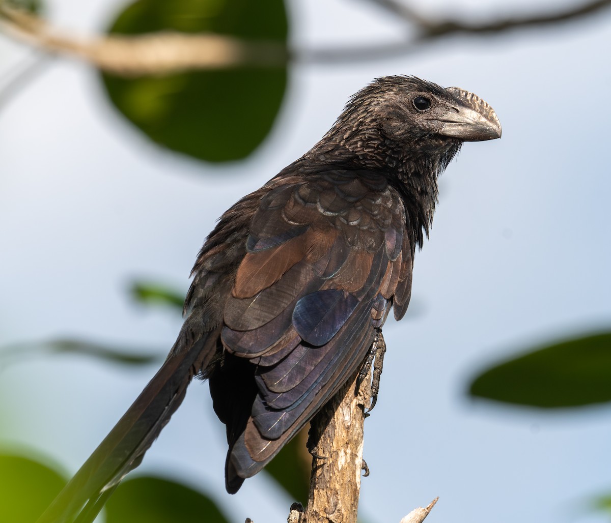 Ані товстодзьобий - ML645872729