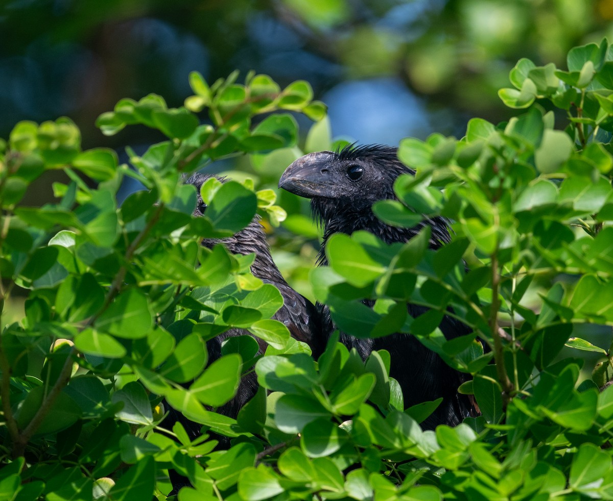 Ані товстодзьобий - ML645872730