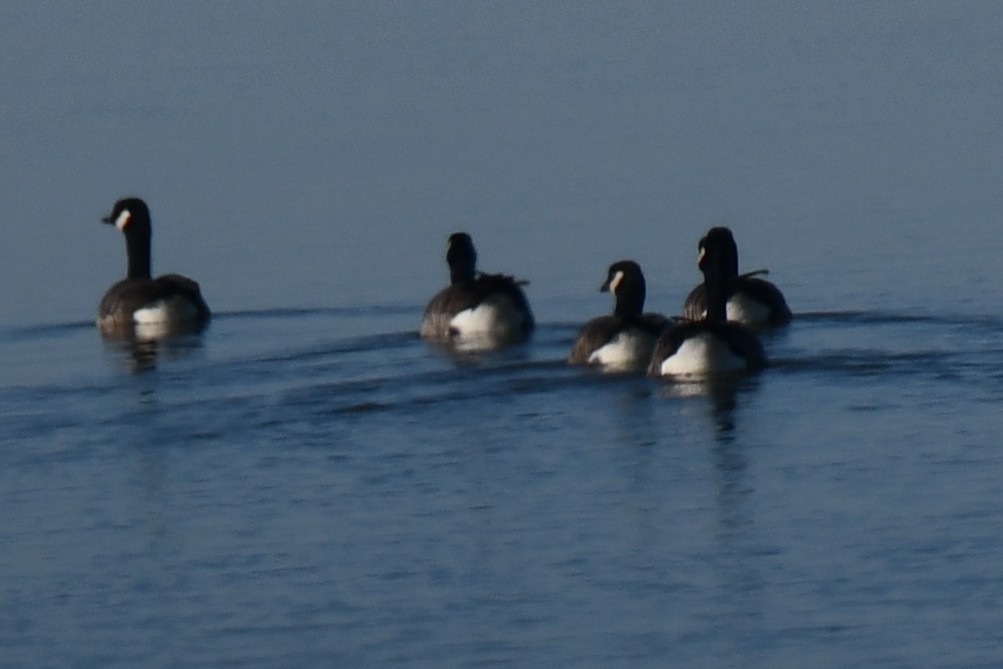 Barnacla Canadiense Grande - ML645872736