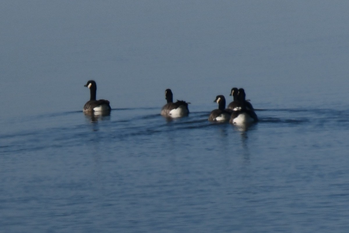 Barnacla Canadiense Grande - ML645872737