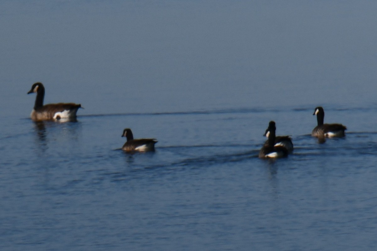 Barnacla Canadiense Grande - ML645872739