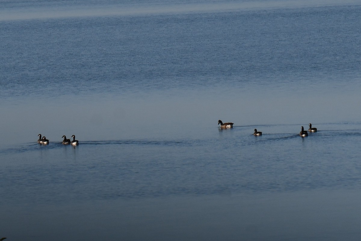 Barnacla Canadiense Grande - ML645872740