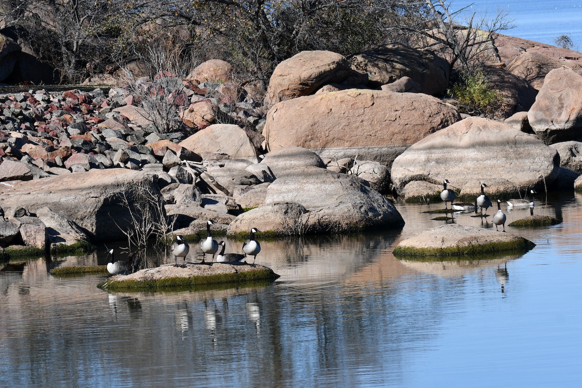 Barnacla Canadiense Grande - ML645872741