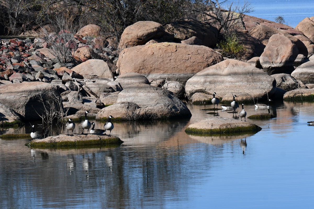 Barnacla Canadiense Grande - ML645872742