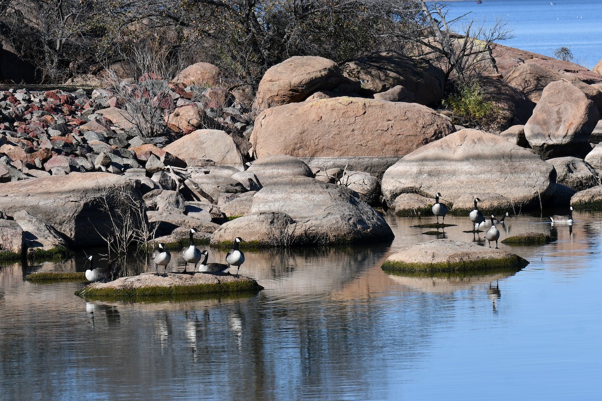 Barnacla Canadiense Grande - ML645872743