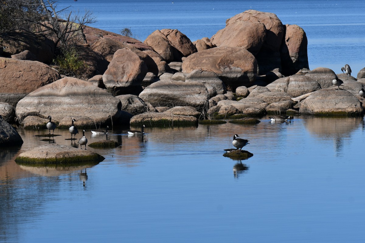 Barnacla Canadiense Grande - ML645872744