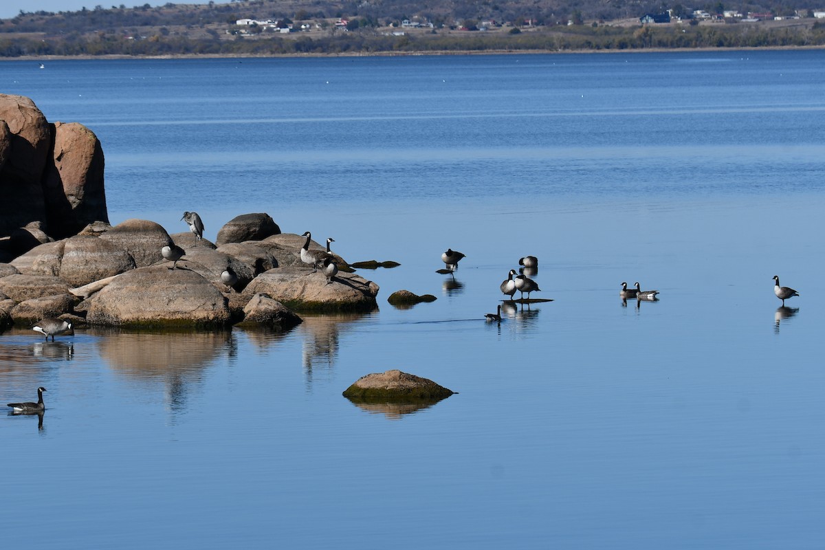 Barnacla Canadiense Grande - ML645872746