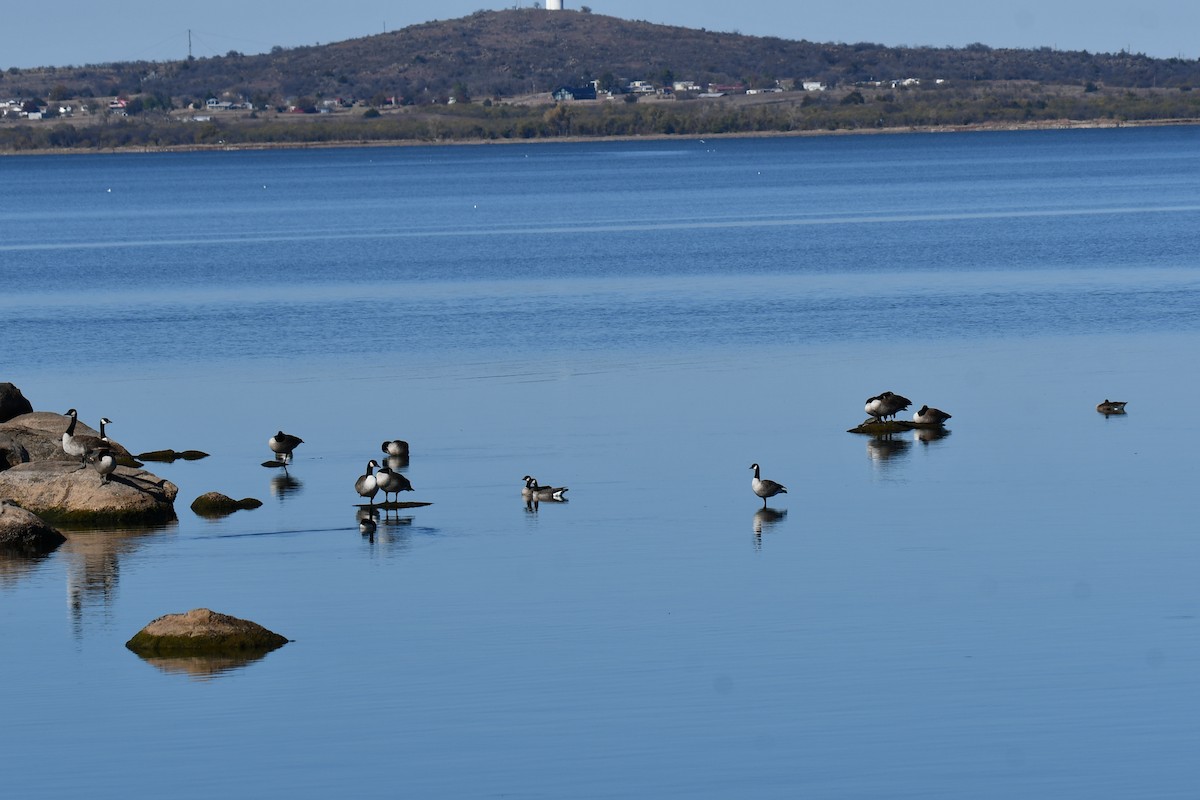 Barnacla Canadiense Grande - ML645872747