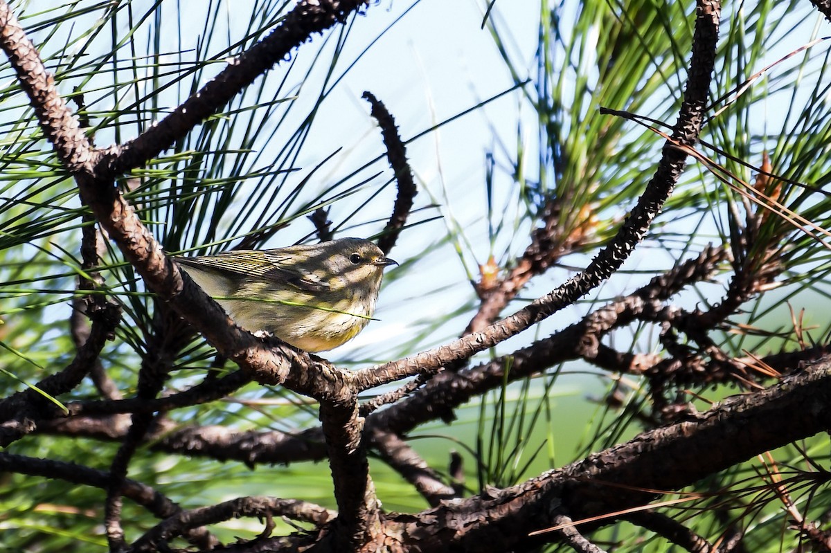 Cape May Warbler - ML645872748