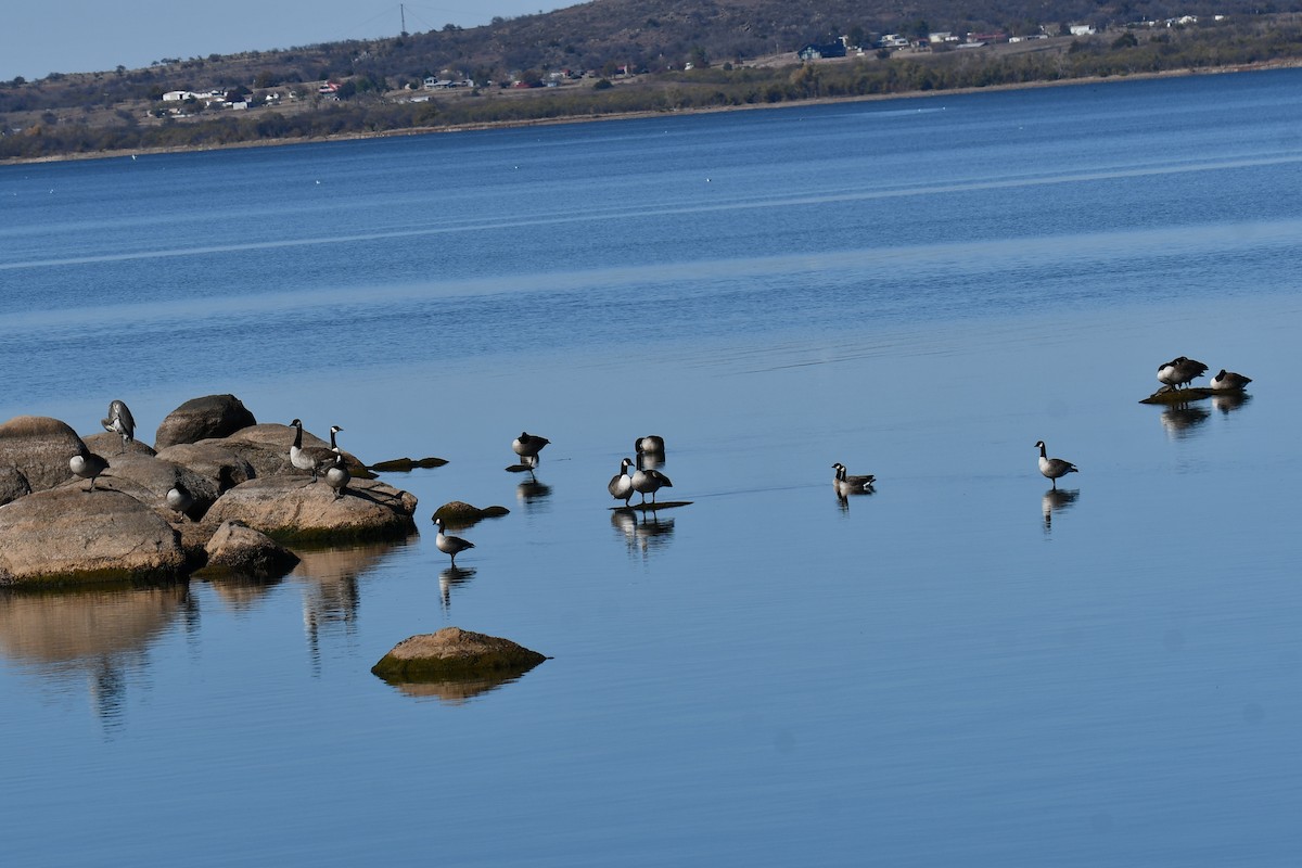 Казарка канадська - ML645872749