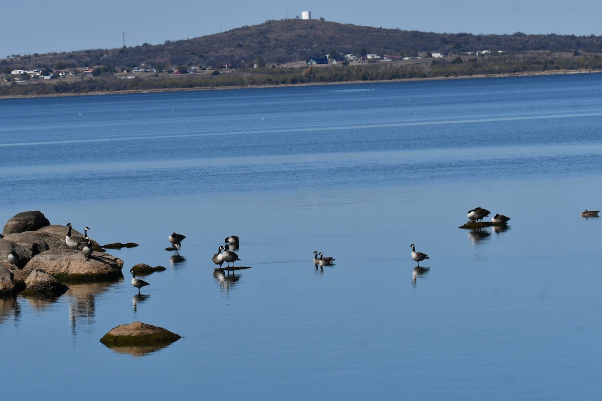 Казарка канадська - ML645872750