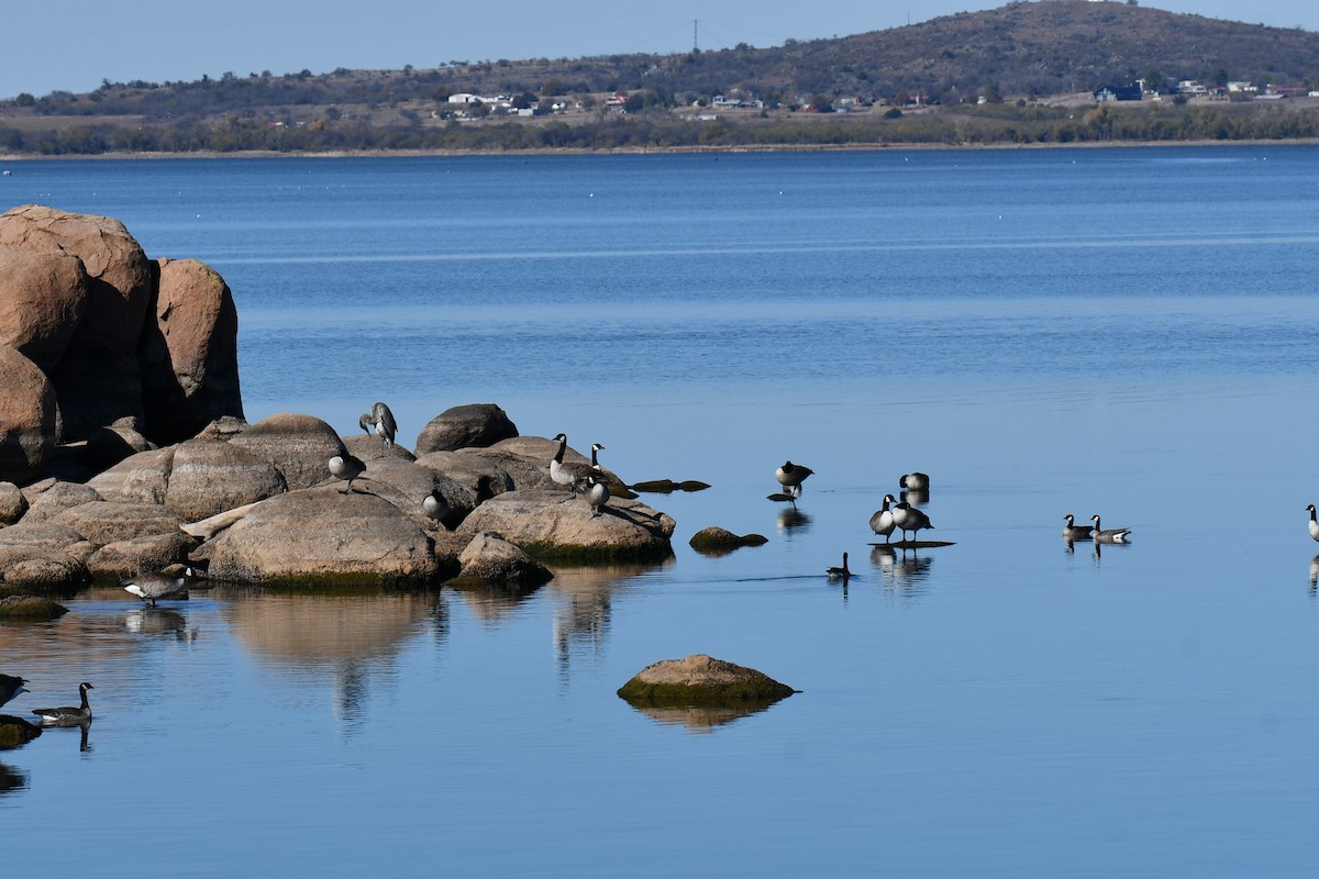 Казарка канадська - ML645872751